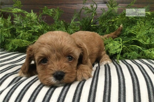 Krásná štěňata cavapoo Krásná štěňata cavapoo