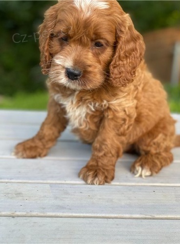 Krásná cockapoo  štěňata Krásná cockapoo  štěňata