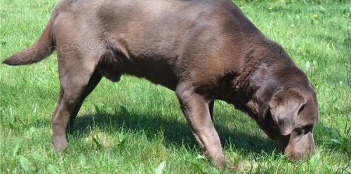 Krásná štěňátka labradorského retrívra Krásná štěňátka labradorského retrívra