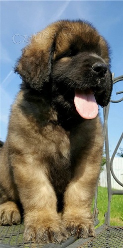Krásná štěňata leonberger retrívra Krásná štěňata leonberger retrívra