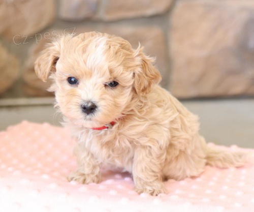 Krásná štěňata maltipoo retrívra Krásná štěňata maltipoo retrívra