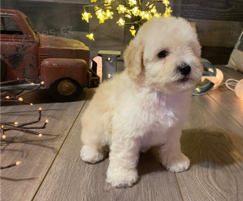 Krásná štěňata maltipoo retrívra Krásná štěňata maltipoo retrívra
