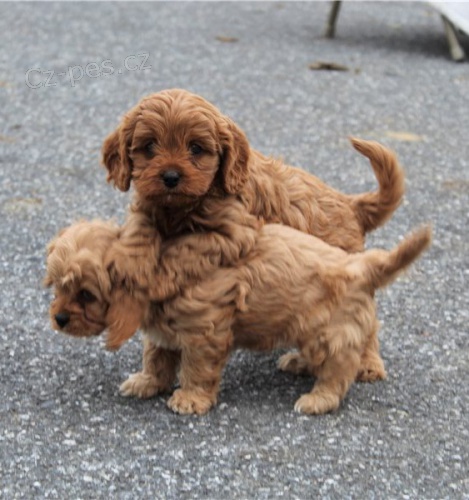 Krásná štěňata retrívra cavapoo Krásná štěňata retrívra cavapoo
