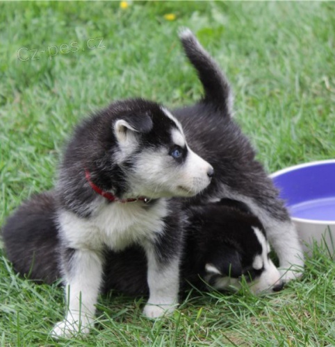 krásné štěně sibiřského husky k dispozici k adopci     roztomilí kluci k adopci ¡dulces cachorros! Rodokmen, dovolená, demontáž, mikročip a hygienický certifikát veterinárního lékaře v dobrém zdravotním stavu. velmi krásné se srdcem a pro milujíc krásné štěně sibiřského husky k dispozici k adopci     roztomilí kluci k adopci ¡dulces cachorros! Rodokmen, dovolená, demontáž, mikročip a hygienický certifikát veterinárního lékaře v dobrém zdravotním stavu. velmi krásné se srdcem a pro milujíc