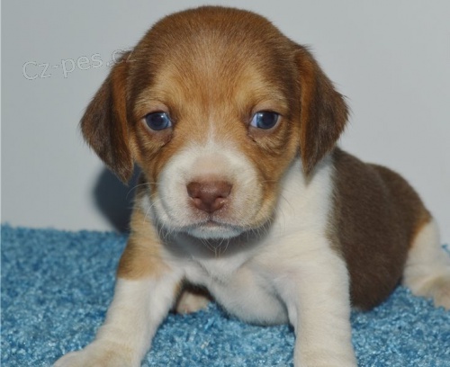 krásné štěně beagle k dispozici k adopci krásné štěně beagle k dispozici k adopci