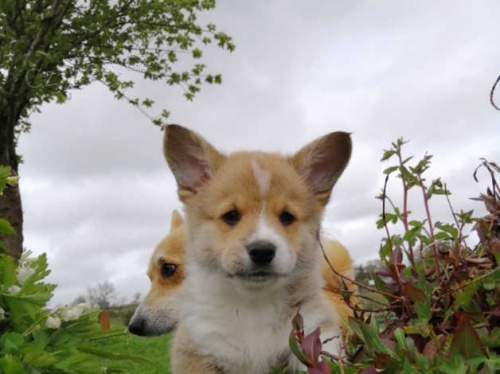 Pembroke Welsh Corgi Pembroke Welsh Corgi