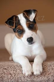 Jack Russell štěňata Jack Russell štěňata