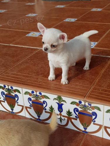 krásné štěně čivavy k dispozici k adopci krásné štěně čivavy k dispozici k adopci