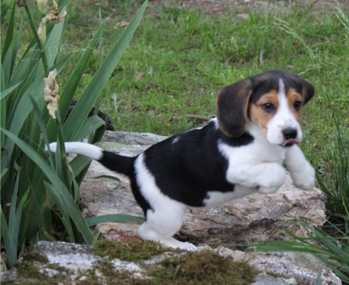aktivní štěňata beagle aktivní štěňata beagle