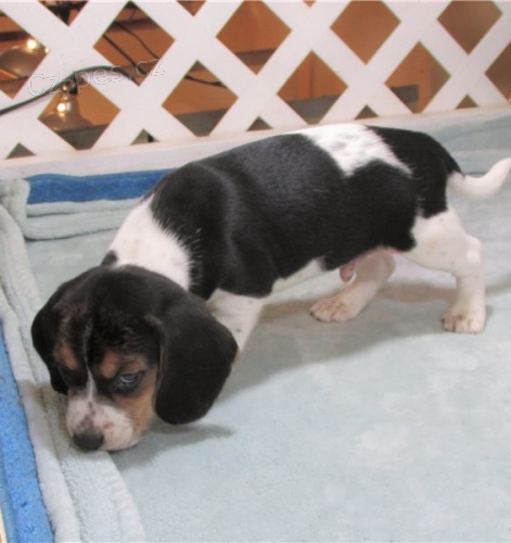 beagle beagle