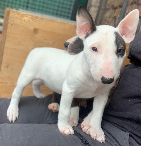 2 Miniaturn� �t��ata BullTerrier pro nov� domovy