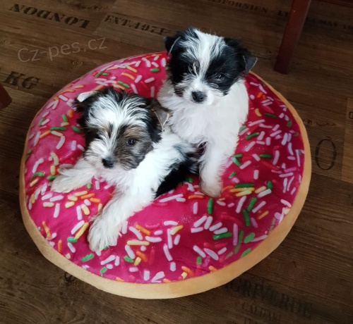 b�l� Jork��rsk� teri�r hledat �t��ata nov�ch domov� k adopci.