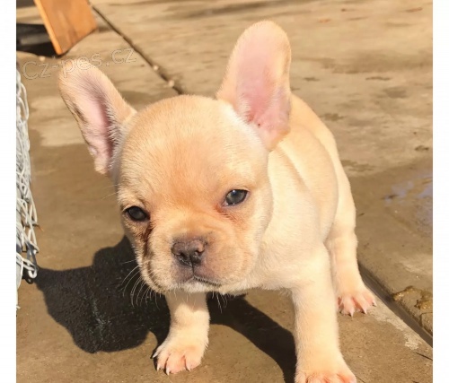 krásné buldok štěně k dispozici k adopci   roztomilý kluci k adopci ¡dulces cachorros! Rodokmen, dovolená, demontáž, mikročip a certifikát hygieny veterinárního lékaře v dobrém zdravotním stavu. velmi krásná se srdcem a pro milující rodiny připra krásné buldok štěně k dispozici k adopci   roztomilý kluci k adopci ¡dulces cachorros! Rodokmen, dovolená, demontáž, mikročip a certifikát hygieny veterinárního lékaře v dobrém zdravotním stavu. velmi krásná se srdcem a pro milující rodiny připra