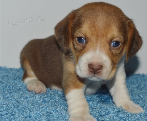 beagle stenata beagle stenata