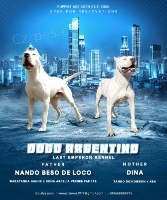 Dogo Argentino �t��ata
