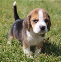 K dispozici štěňata Beagle K dispozici štěňata Beagle