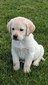 roztomilý labradorský retrívr roztomilý labradorský retrívr