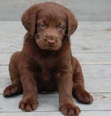Sladký labradorský retrívr Sladký labradorský retrívr