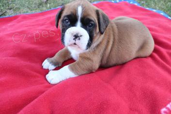 sladká štěňátka Boxer k adopci sladká štěňátka Boxer k adopci