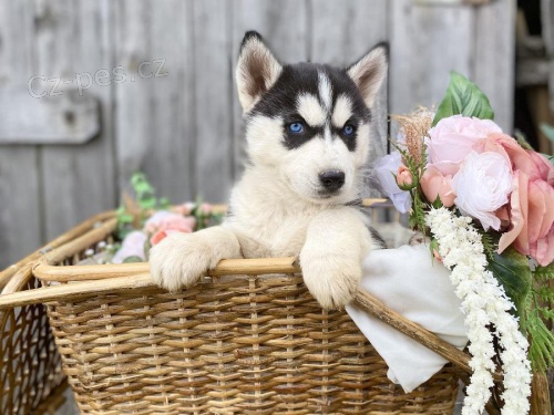 štěňata Sibiřský husky  pro milující domov štěňata Sibiřský husky  pro milující domov