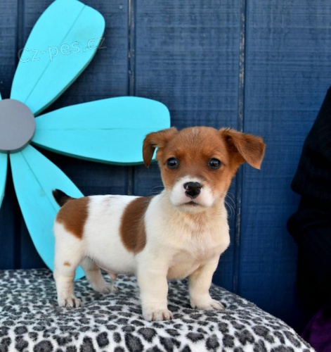 Milující štěňata Jack Russell Terrier Milující štěňata Jack Russell Terrier