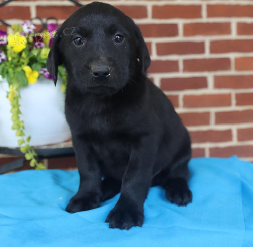 Štěňata labradorského retrívra k adopci Štěňata labradorského retrívra k adopci