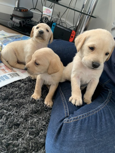 labradorská štěňata labradorská štěňata