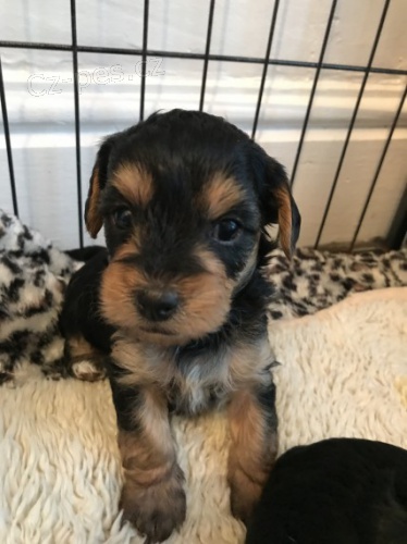 Jork��rsk� teri�r �t��ata na prodej.