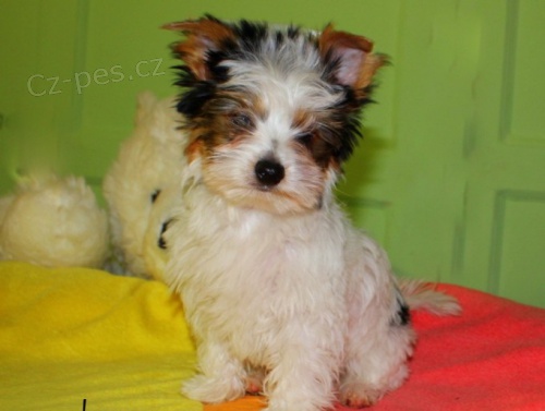 biewer yorkshire teri�r �t��ata na prodej.