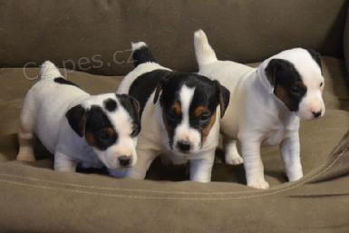 mini jack russell štěňata na prodej. mini jack russell štěňata na prodej.