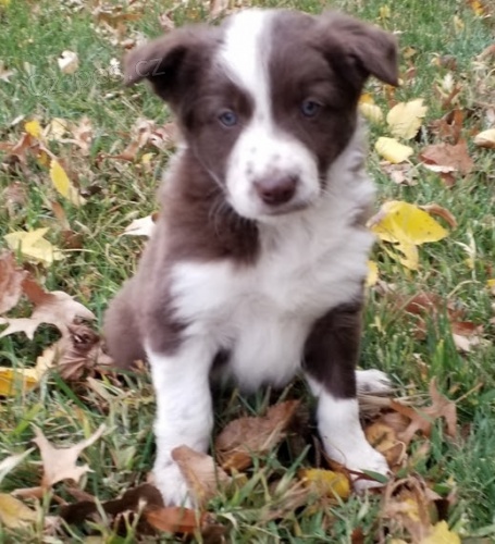 odčervená a očkovaná štěňata border kolie na prodej odčervená a očkovaná štěňata border kolie na prodej