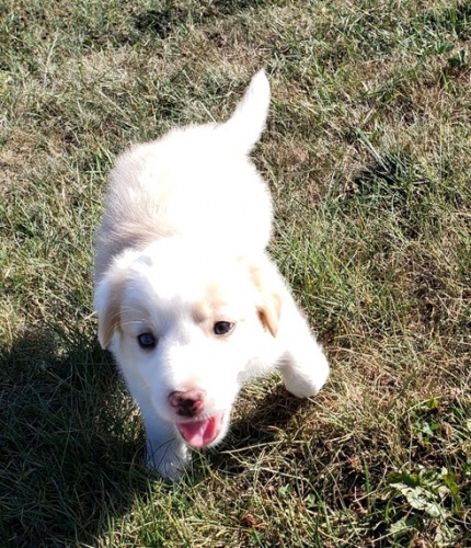 Štěňata border kolie na prodej Štěňata border kolie na prodej
