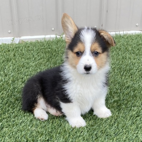�t��ata Pembroke Welsh Corgi FENY A MU�E na prodej.