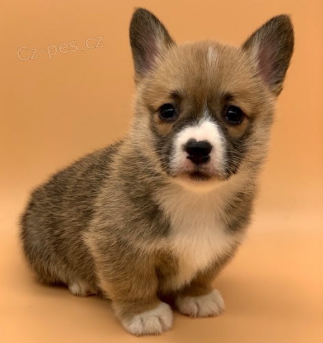 Pembroke Welsh Corgi FENA A PESA bez PP �t���tek na prodej.