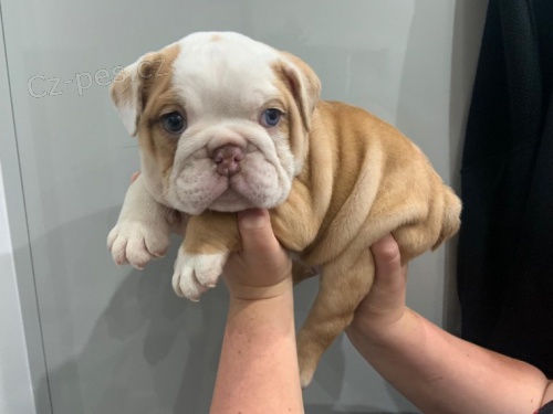 Kr�sn�, o�kovan�, od�erven� �t��ata anglick�ho buldoka na prodej