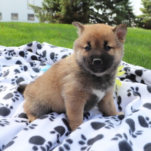 Rozkošná štěňata shiba inu na prodej Rozkošná štěňata shiba inu na prodej