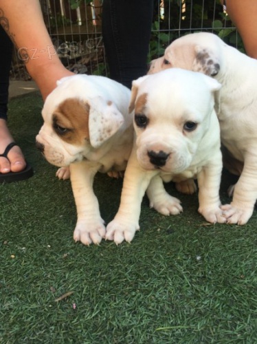 Americk� buldok �t��ata na prodej.