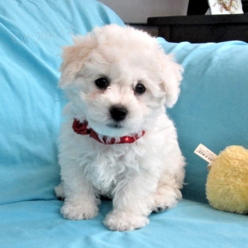 zdravé a očkované štěňata Bichon frize jsou k dispozici a jsou připraveny k prodeji. zdravé a očkované štěňata Bichon frize jsou k dispozici a jsou připraveny k prodeji.