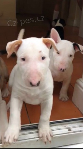 Anglick� bulteri�r �t��ata na prodej.