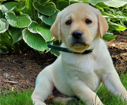 labradorská štěňata adopci labradorská štěňata adopci
