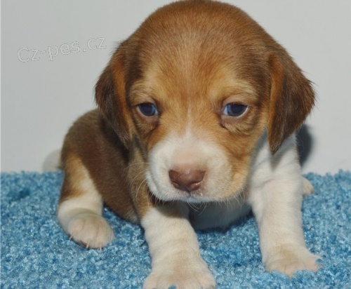beagle štěňata jsou k dispozici,   beagle štěňata jsou k dispozici,