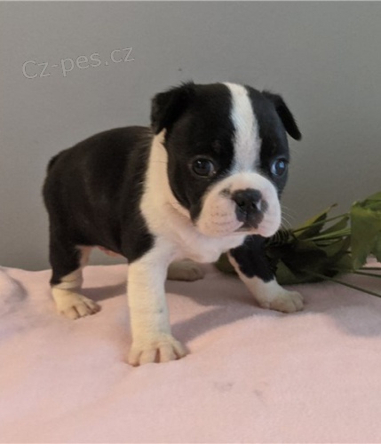 krásné boston tierer štěně k dispozici k adopci krásné boston tierer štěně k dispozici k adopci