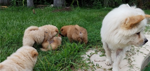 chow chow  štěňata jsou k dispozici,   chow chow  štěňata jsou k dispozici,