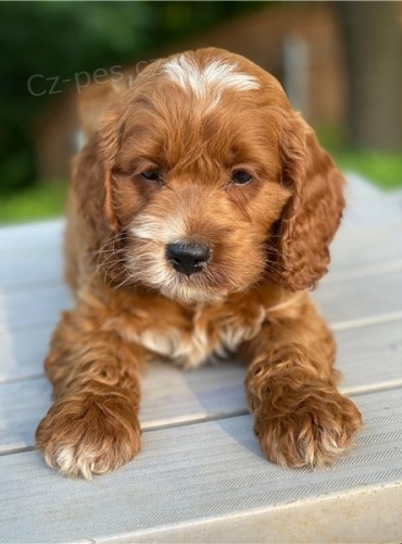 cockapoo štěňata jsou k dispozici cockapoo štěňata jsou k dispozici