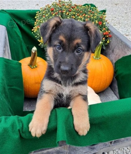 krásné štěně německého ovčáka k dispozici k adopci krásné štěně německého ovčáka k dispozici k adopci