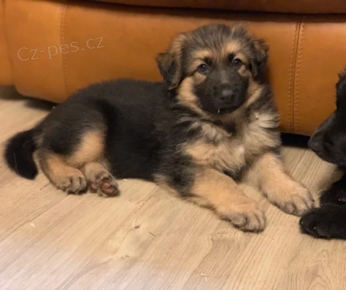 krásná očkovaná štěňata německého ovčáka na prodej krásná očkovaná štěňata německého ovčáka na prodej