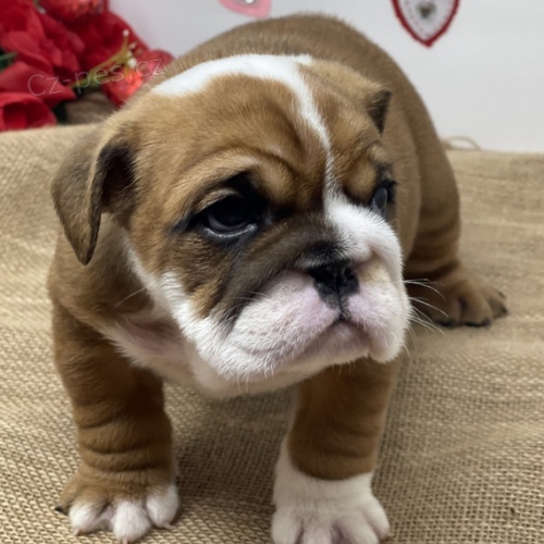 Kr�sn� a O�KOVAN� a od�erven� �t��ata anglick�ho buldoka na prodej