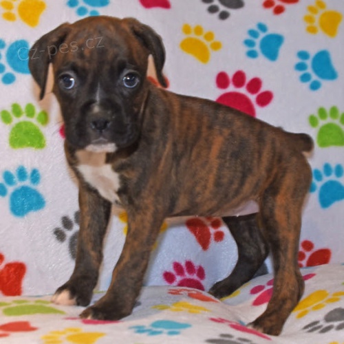 Kr�sn� o�kovan� a od�erven� �t��ata n�meck�ho boxera na prodej.