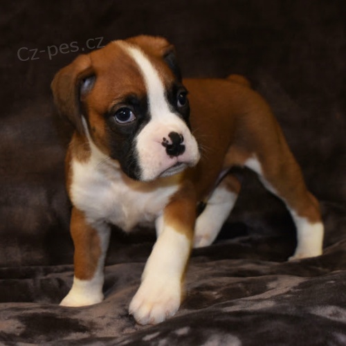 Kr�sn� o�kovan� a od�erven� �t��ata n�meck�ho boxera na prodej.