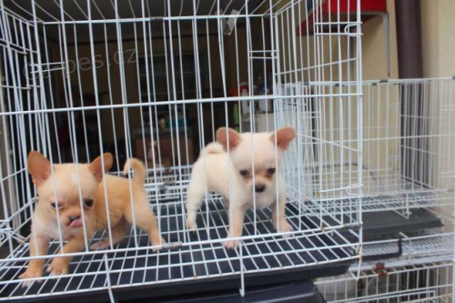 rozkošná štěňata pomeranče rozkošná štěňata pomeranče